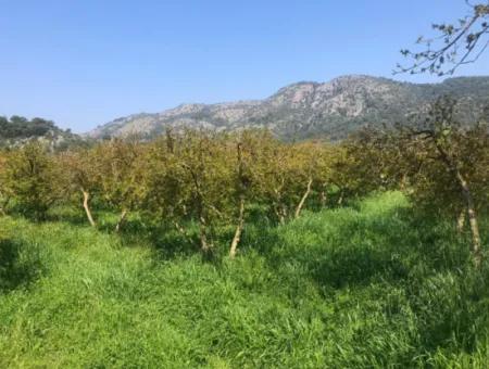 7989 M2 Pomegranate Field For Sale In Ortaca Mergenlide