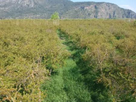 7989 M2 Pomegranate Field For Sale In Ortaca Mergenlide