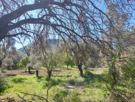 Köyceğiz, Çandırda Close To The Lake, 1160 M2 And Village House For Sale