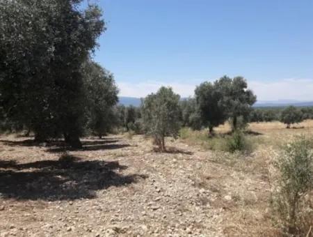 Village House With Lake View And Olive Grove Land For Sale In Köyceğiz Çandır, Muğla
