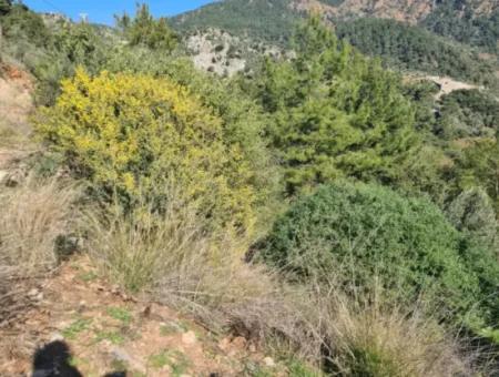 15.000 M² Detached Land For Sale In Fethiye İnlice