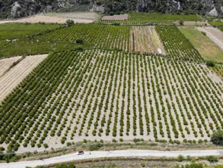 13 500 M2 Field For Sale In Ortaca Mergenli