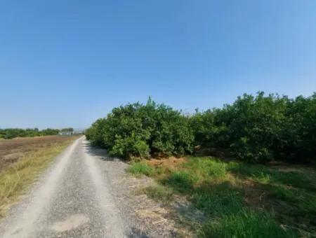 4.500 M² Well-Kept Lemon Garden For Sale In Ortaca Karadonlar