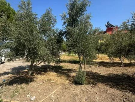 538 M2 Land For Sale In Ortaca Ekşiliyurt - 250 M2 Construction Permit