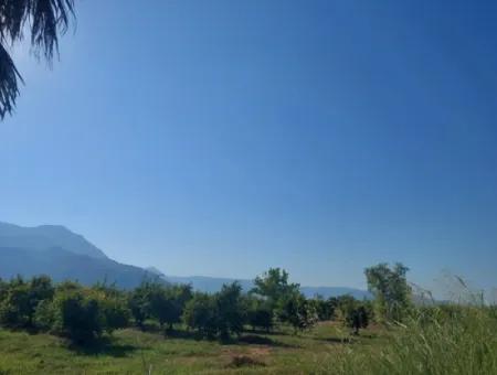 73,500 M² Pomegranate Garden Suitable For Investment In Ortaca Dalyan For Sale