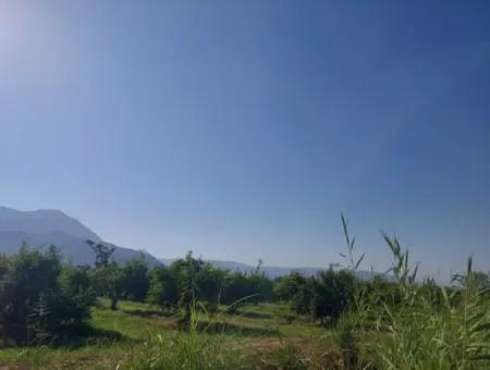 73,500 M² Pomegranate Garden Suitable For Investment In Ortaca Dalyan For Sale