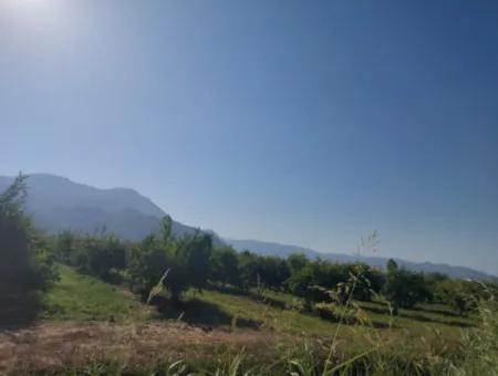 73,500 M² Pomegranate Garden Suitable For Investment In Ortaca Dalyan For Sale