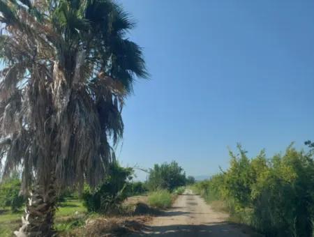 73,500 M² Pomegranate Garden Suitable For Investment In Ortaca Dalyan For Sale