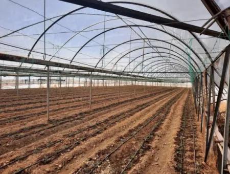 4.000 M² Tunnel Greenhouse In Muğla Ortaca Eskiköy – 2 Years Free Rental