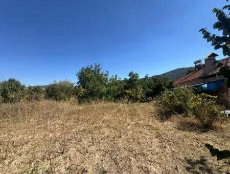 3070 M2 Walnut Orchard For Sale On The Side Of The Main Road In Denizli Çameli