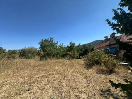 3070 M2 Walnut Orchard For Sale On The Side Of The Main Road In Denizli Çameli