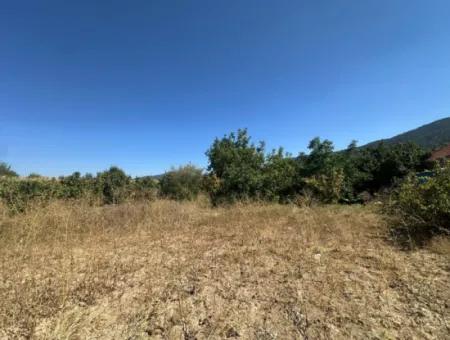 3070 M2 Walnut Orchard For Sale On The Side Of The Main Road In Denizli Çameli