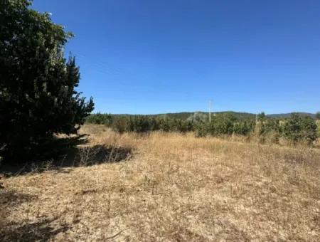 3070 M2 Walnut Orchard For Sale On The Side Of The Main Road In Denizli Çameli