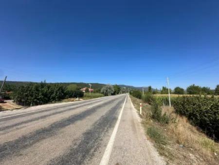 3070 M2 Walnut Orchard For Sale On The Side Of The Main Road In Denizli Çameli