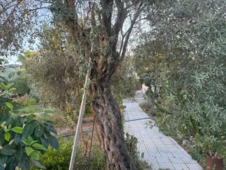 Muğla, Ortaca, Okçular Good Location 650 M2 Land Urgent Sale