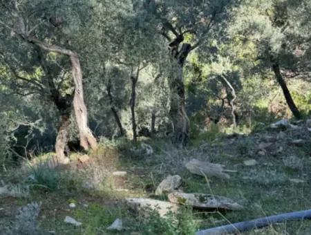 5 800 M2 Single Title Deed Detached Parcel Land For Sale In Muğla Milas