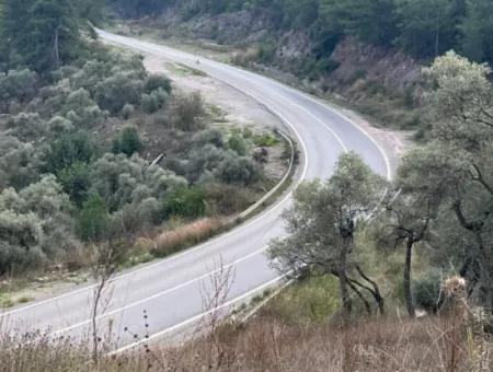 1.025 M2 Qualified Olive Grove Land In Muğla Milas Çakıralan Is For Sale