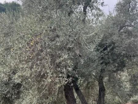 1.025 M2 Qualified Olive Grove Land In Muğla Milas Çakıralan Is For Sale