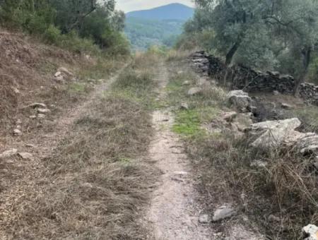1.025 M2 Qualified Olive Grove Land In Muğla Milas Çakıralan Is For Sale