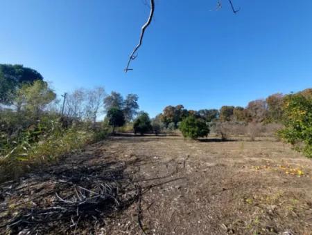 Bargain Suitable For Investment In Muğla Dalyan 4 000 M2 Land By The Forest Is For Sale