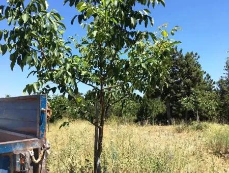 Denizli Çameli Gökçeyakada Walnut Garden For Sale