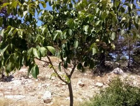 Denizli Çameli Gökçeyakada Walnut Garden For Sale