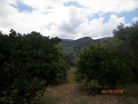 Köycegiz Yangıda 9406 M2 Efficient Field For Sale