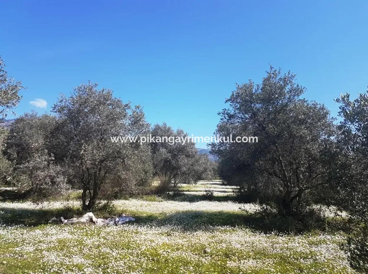 Köyceğiz Zeytinalanında Göl Manzaralı Satılık Arazi