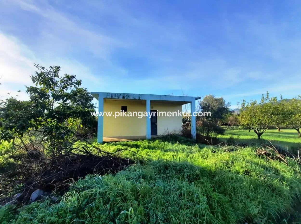 Ortaca Dalaklıda Satılık 10 000 M2 Müstakil Limon Bahçesi