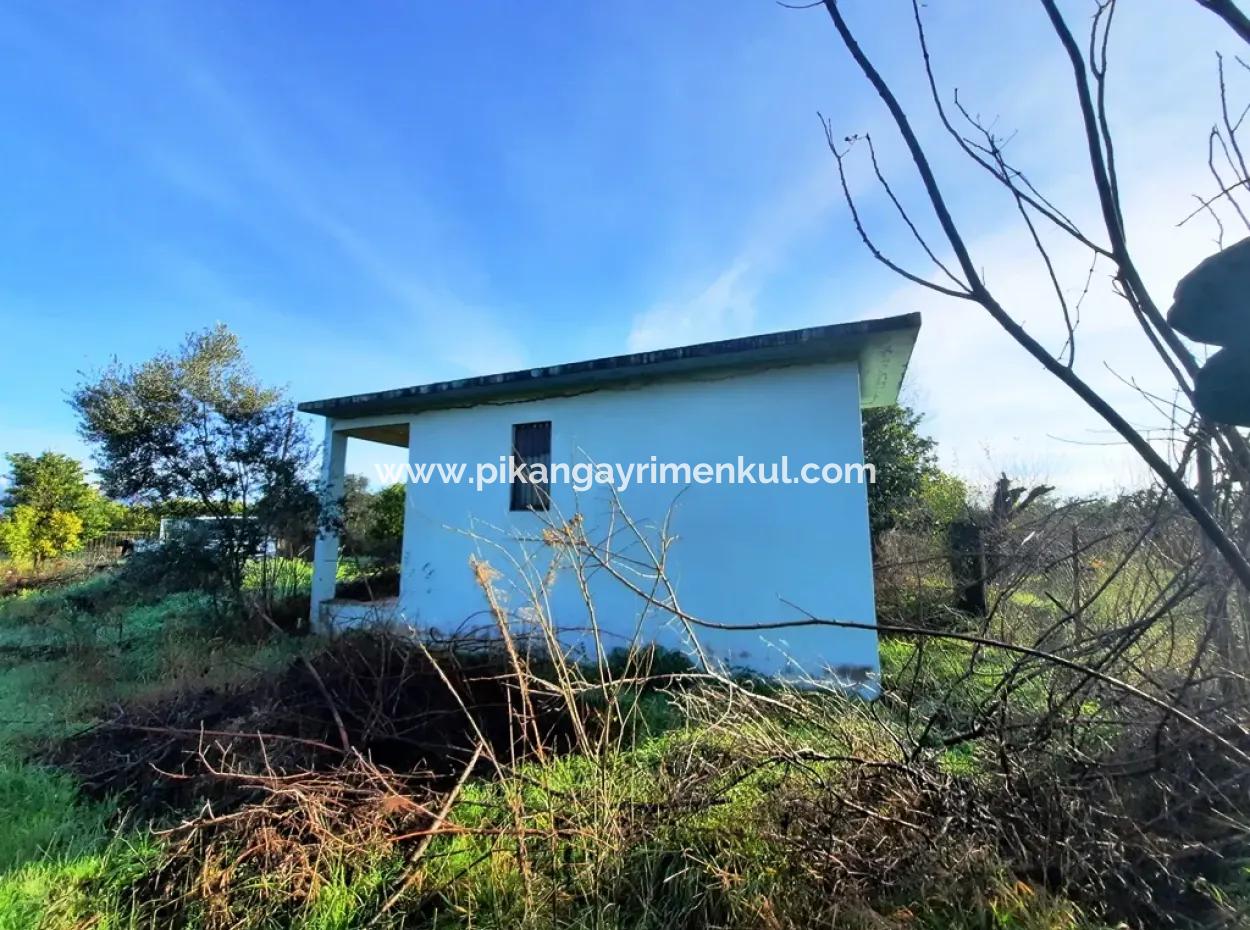 Ortaca Dalaklıda Satılık 10 000 M2 Müstakil Limon Bahçesi