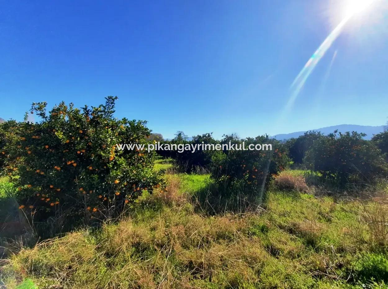 Muğla Okçularda 1038 M2 Arsa Satılık 250 M2 İnşaat Hakkı Var