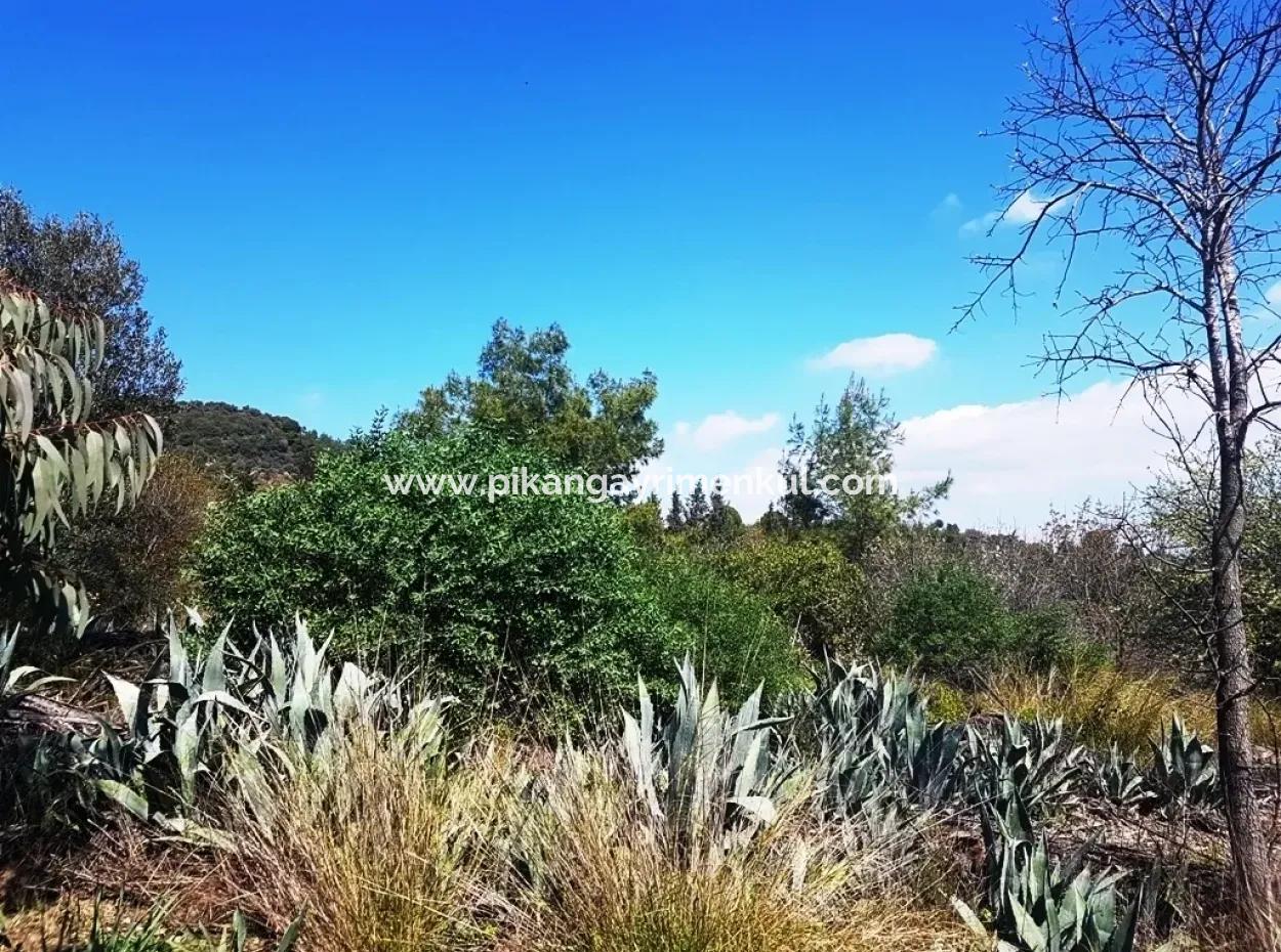 Sarıgerme De Satılık Kelepir Arsa, 2616 M2, 6 Müstakil Parsel