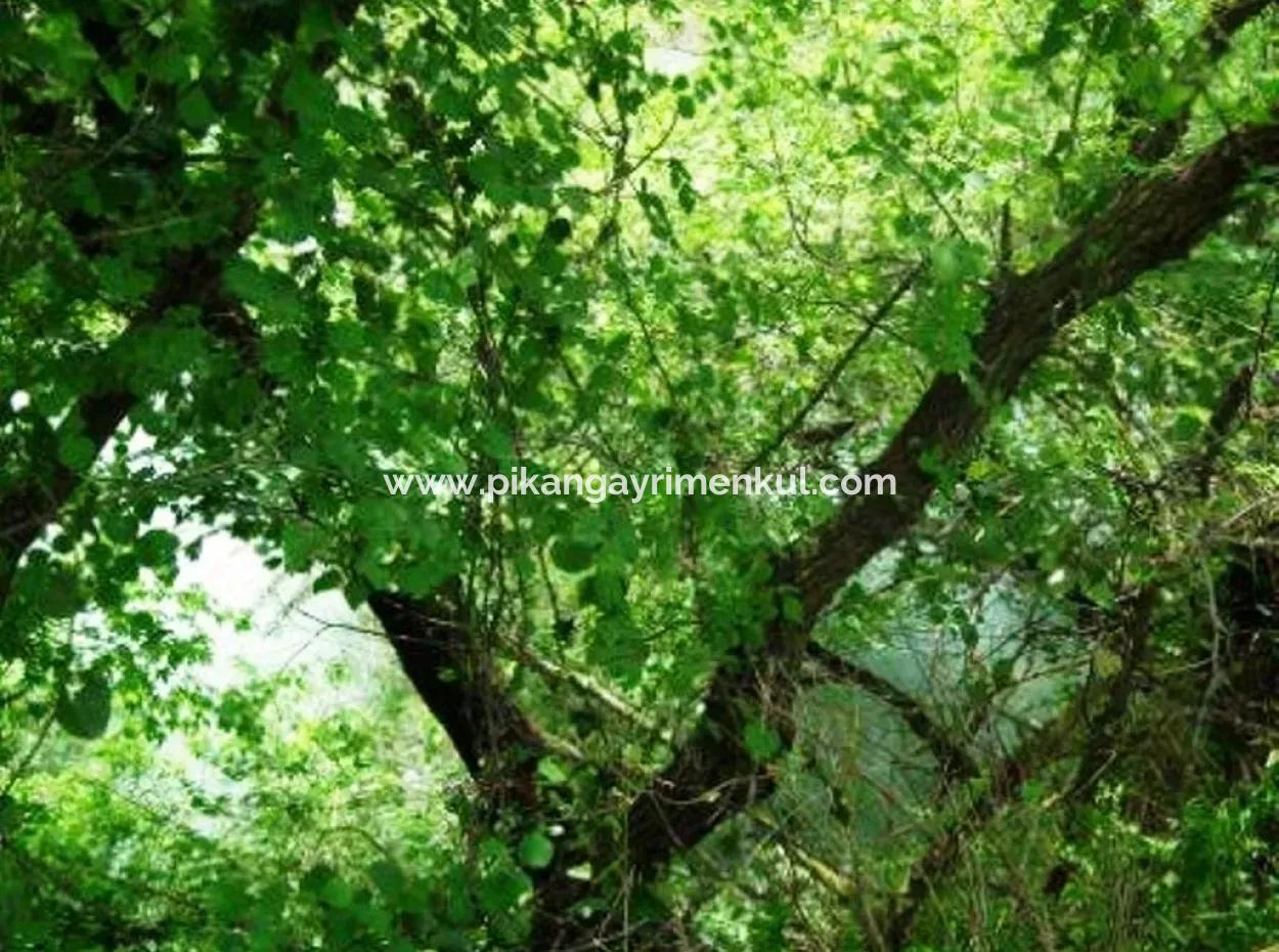 Ortaca Fevziye De Satılık Kelepir Arazi, Yatırıma Uygun, 1500 M2