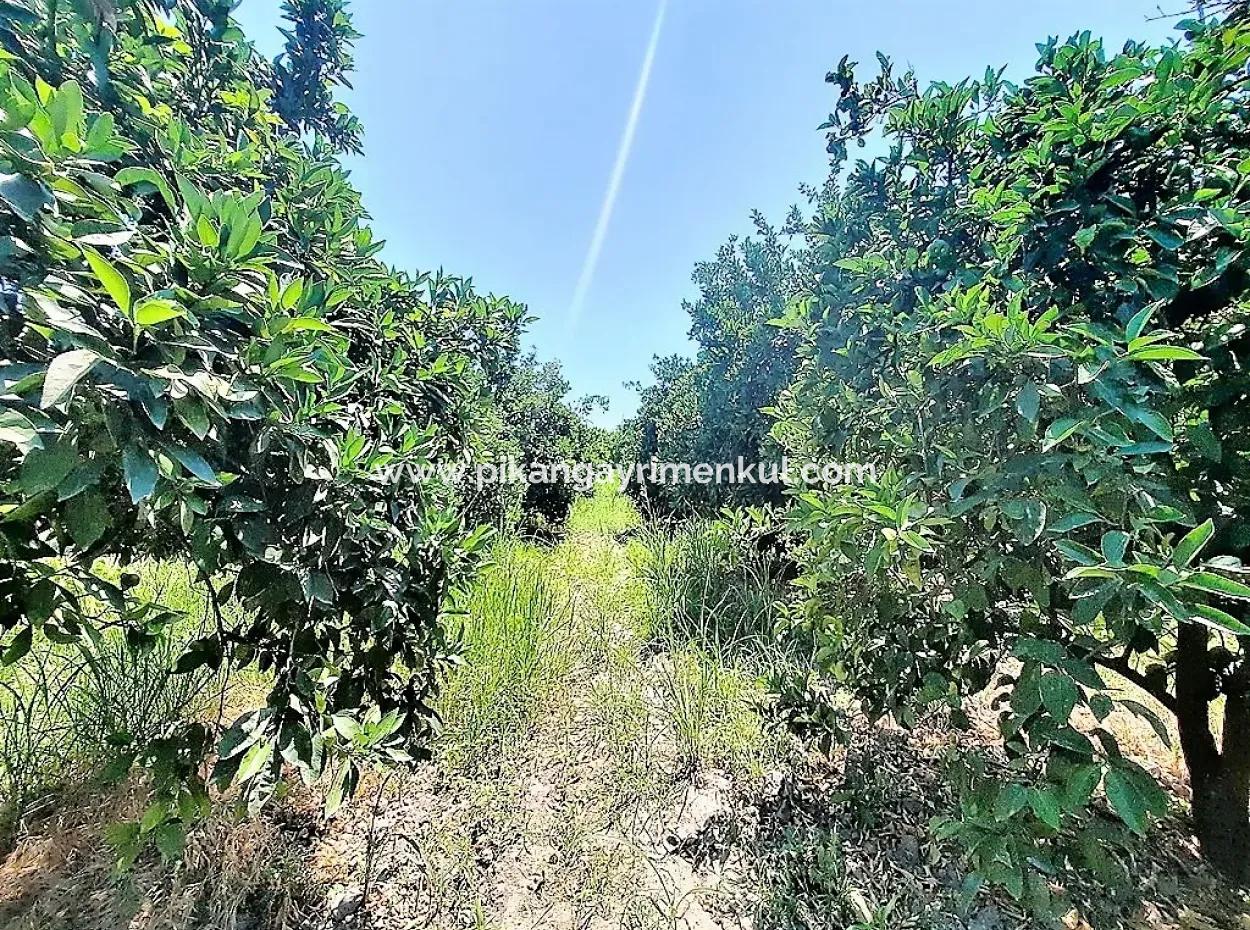 Köyceğizde Göle Yakın 2 650 M2 Müstakil Tapulu Bahçe Satılık