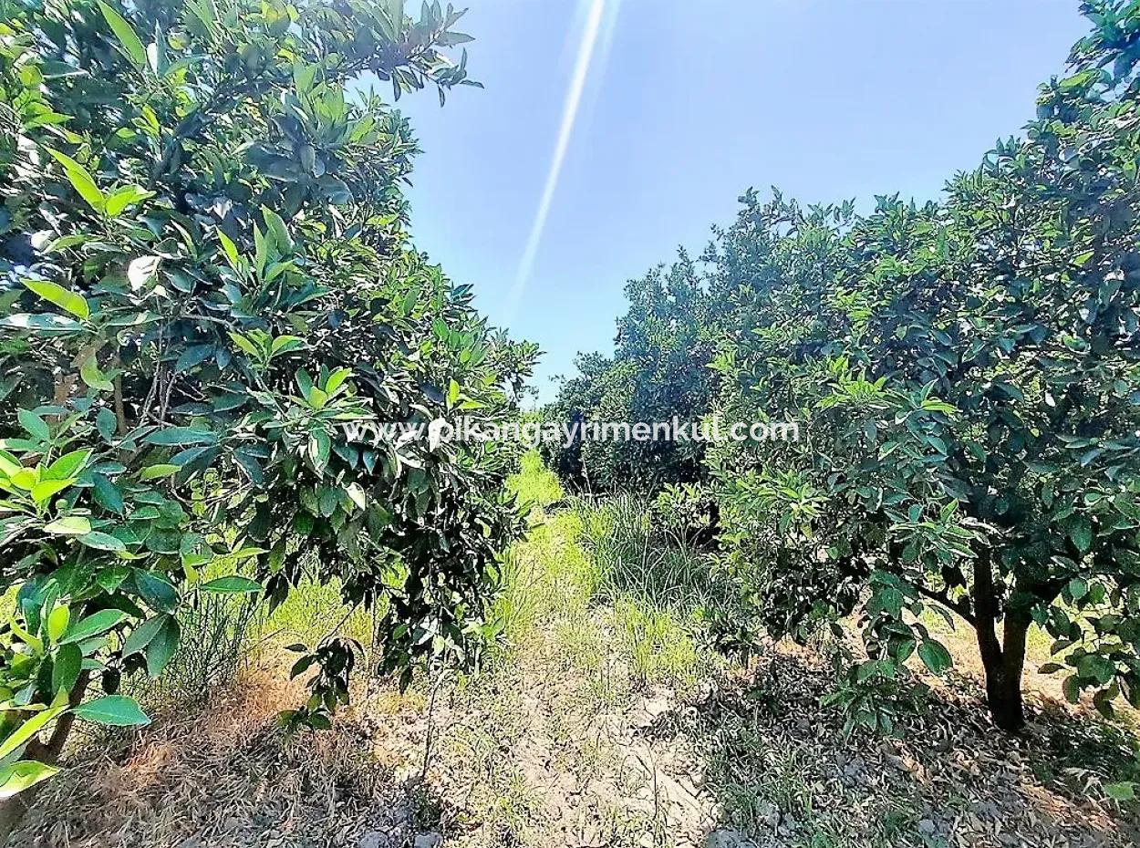 Köyceğiz De Göle Yakın Müstakil Tapulu 2 650 M2 Narenciye Bahçe Satılık Veya Takas Olur