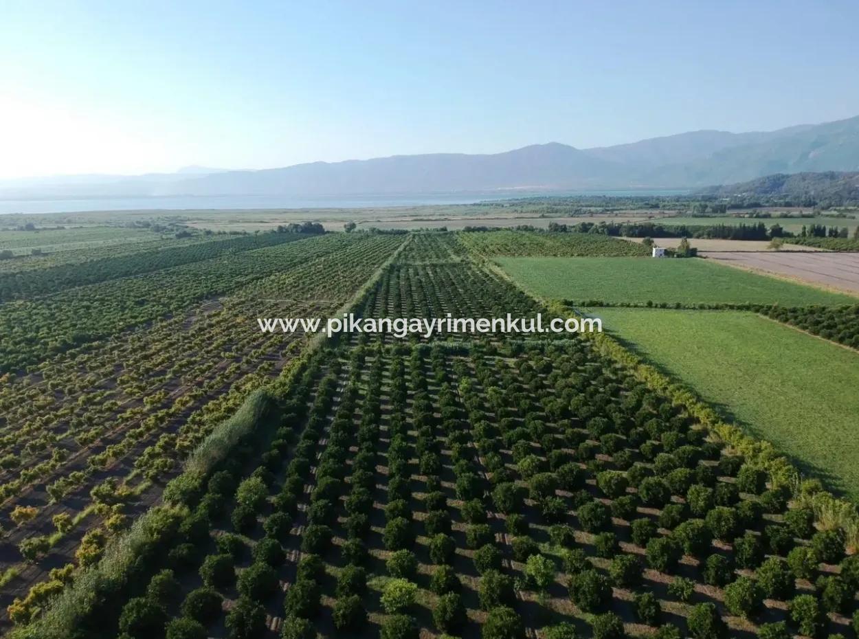 Ortaca Tepearasında Satılık Narenciye Bahçesi