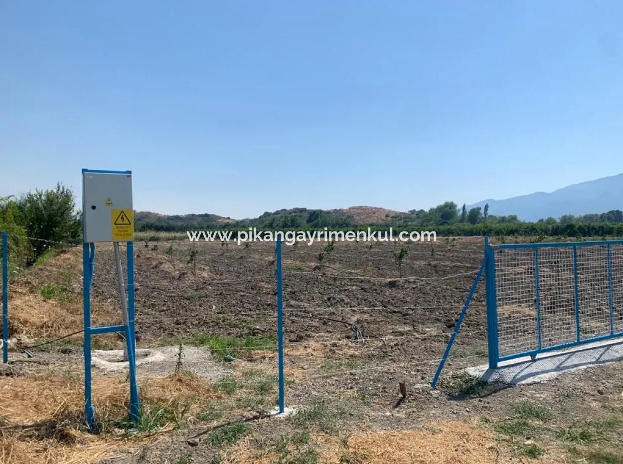 Muğla Ortaca Tepearasında 7300 M2 Limon Tarlası Satılık