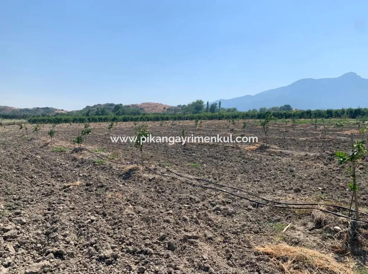 Muğla Ortaca Tepearasında 7300 M2 Limon Tarlası Satılık