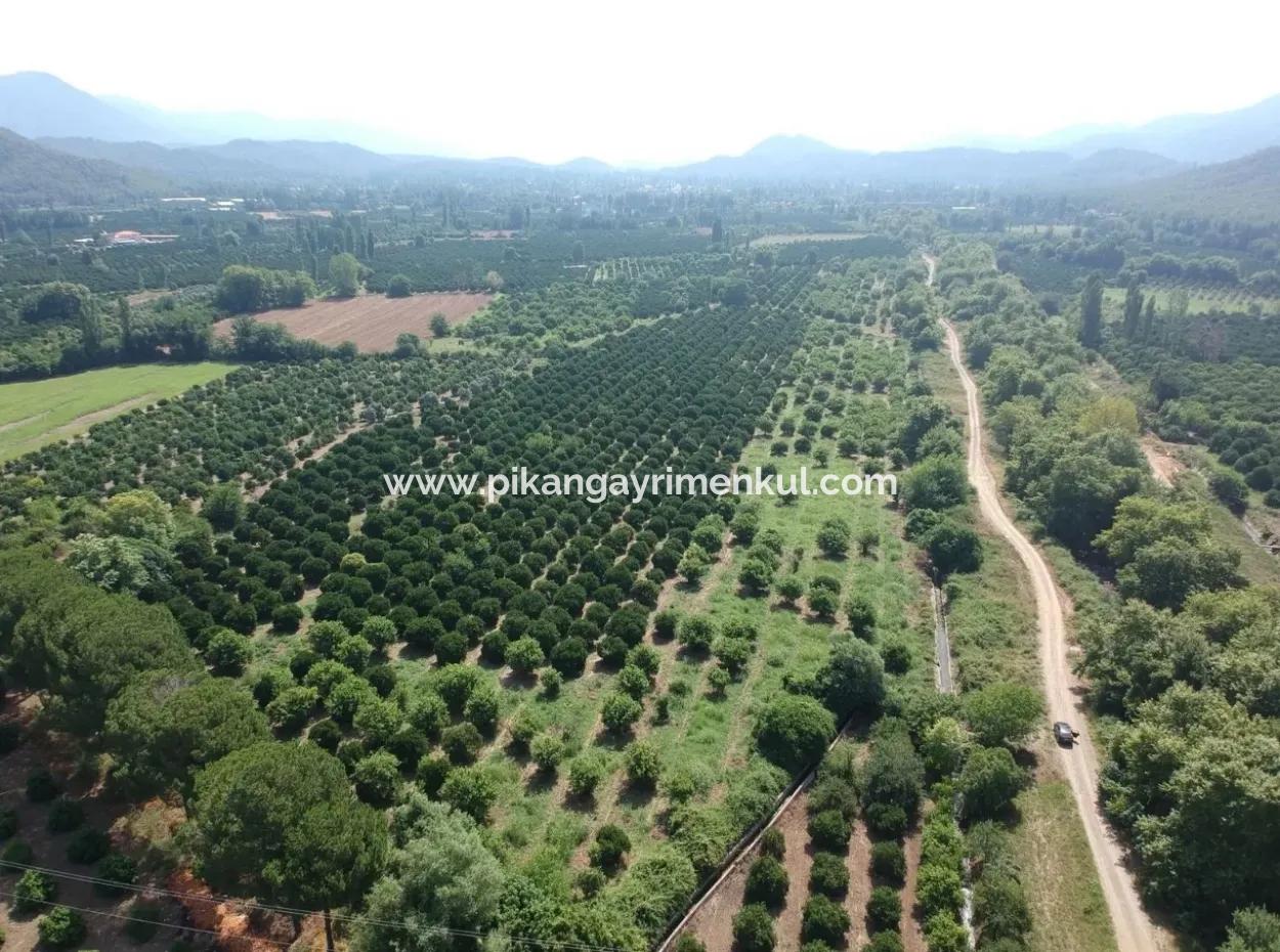 Beyobası Nda Satılık Portakal Bahçesi
