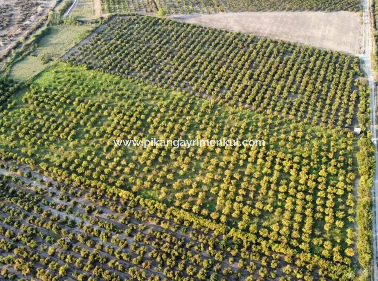 Muğla Ortaca Tepearasında Satılık Nar Bahçesi