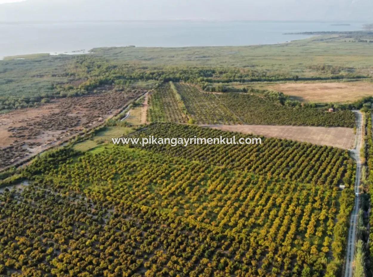 Muğla Ortaca Tepearasında Satılık Nar Bahçesi
