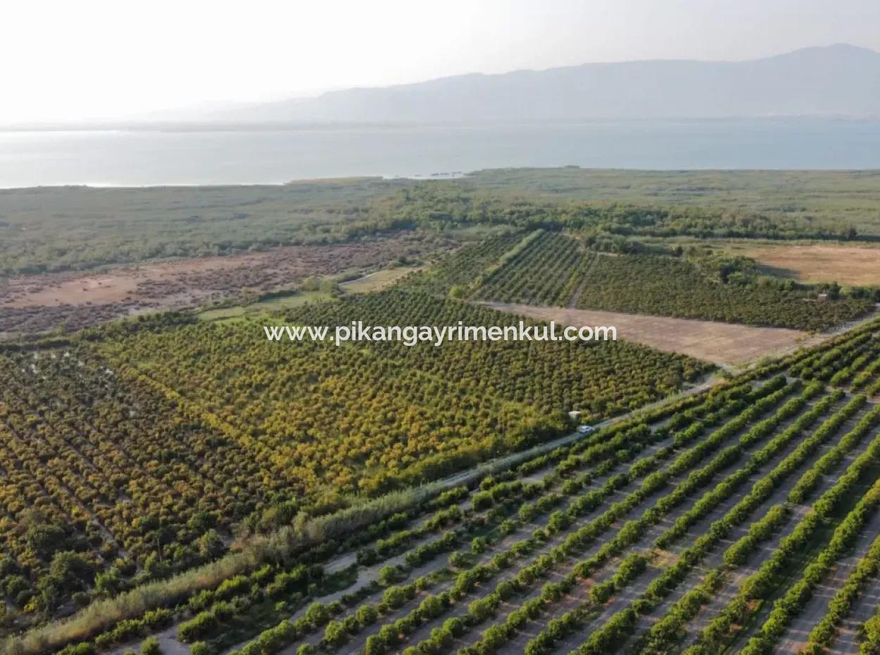 Muğla Ortaca Tepearasında Satılık Nar Bahçesi