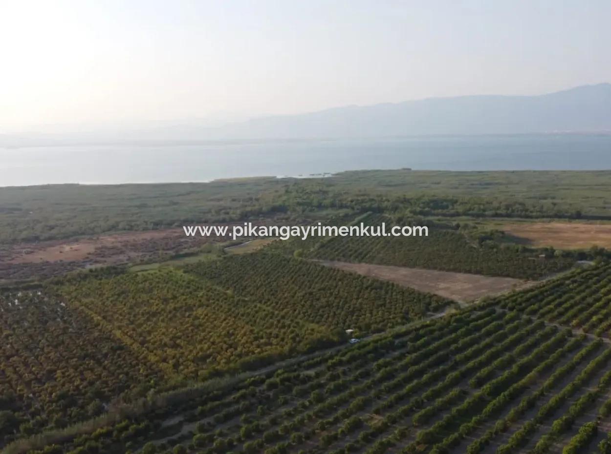 Muğla Ortaca Tepearasında Satılık Nar Bahçesi