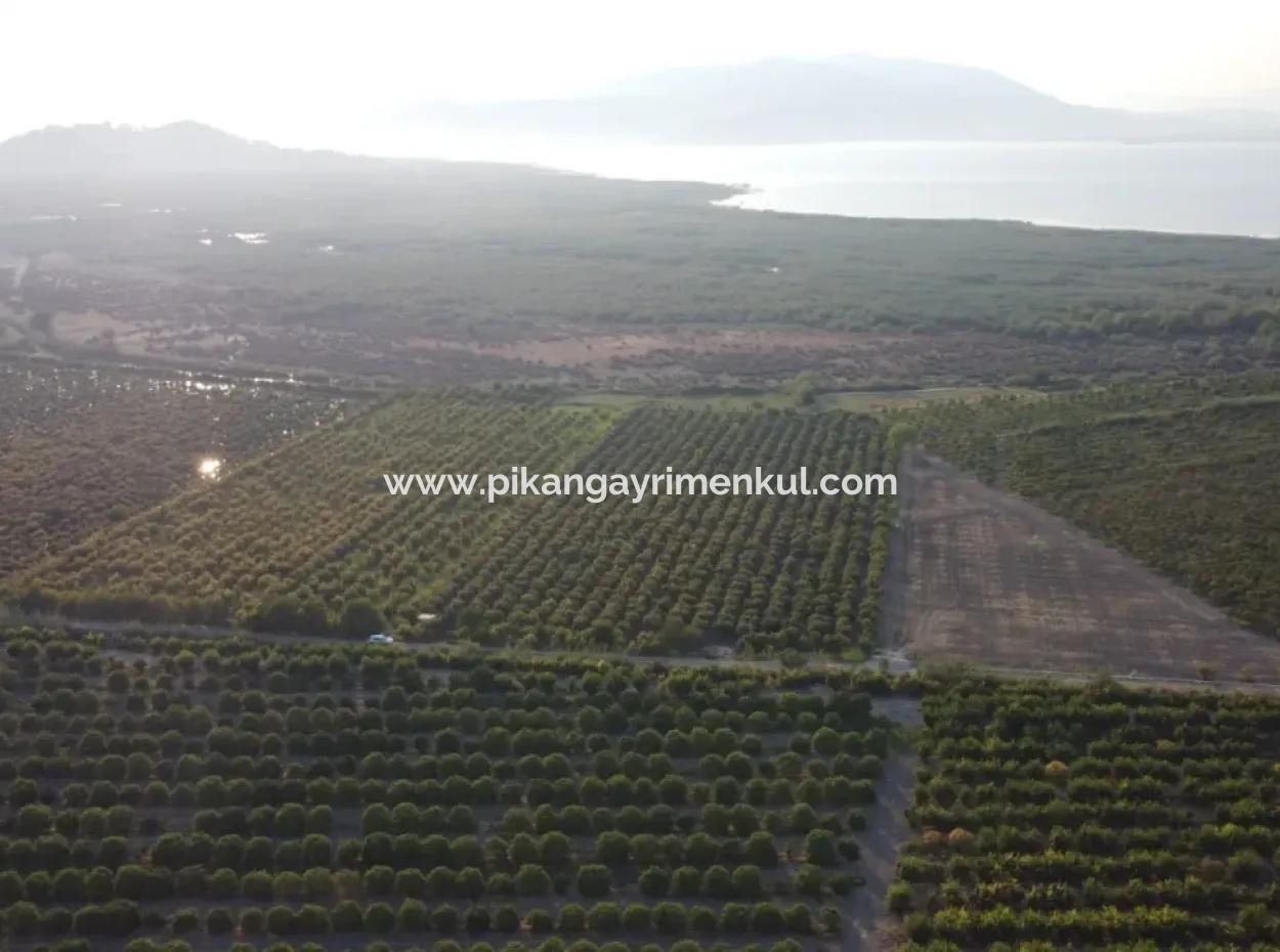 Muğla Ortaca Tepearasında Satılık Nar Bahçesi