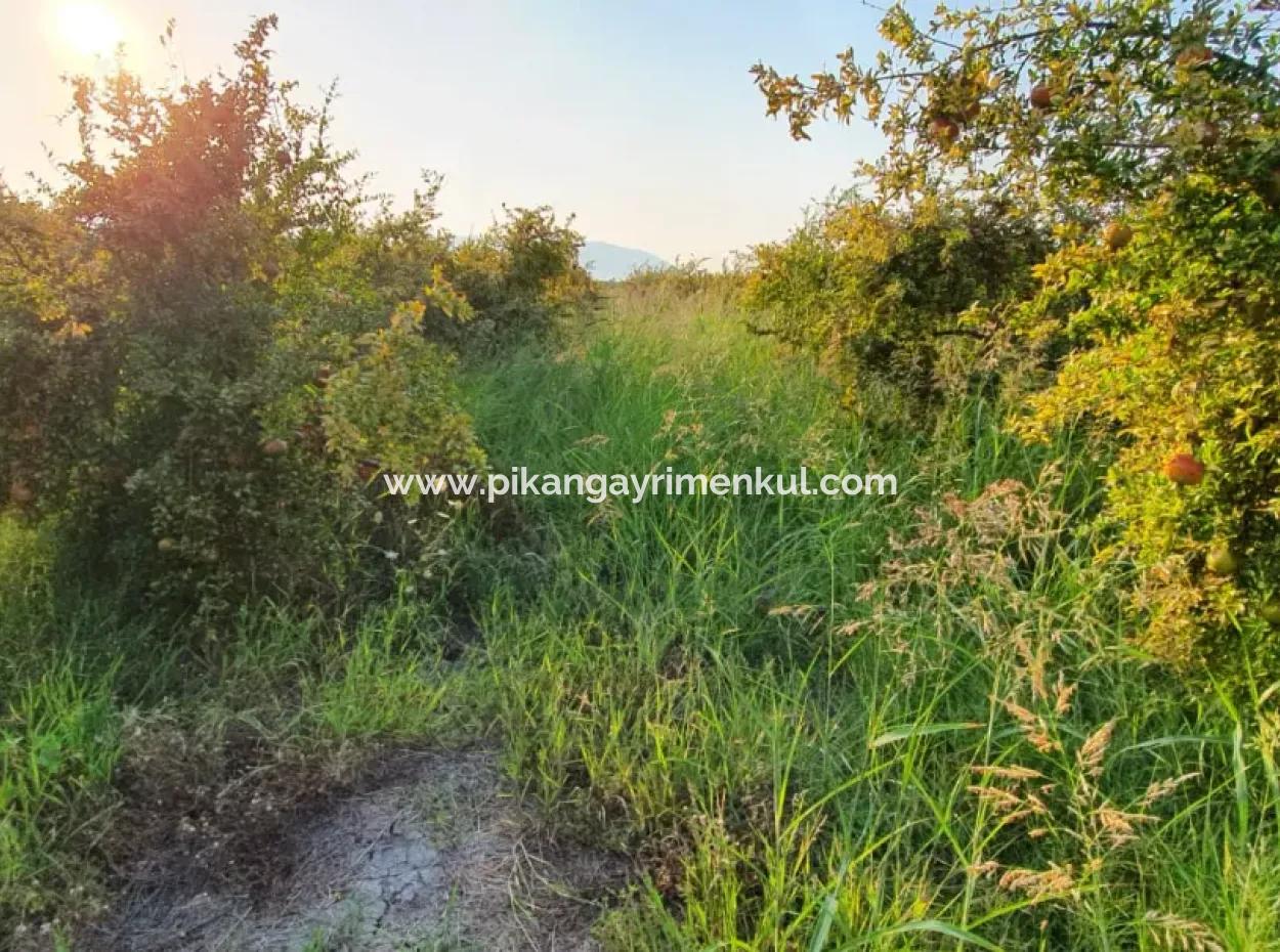 Muğla Ortaca Tepearasında Satılık Nar Bahçesi