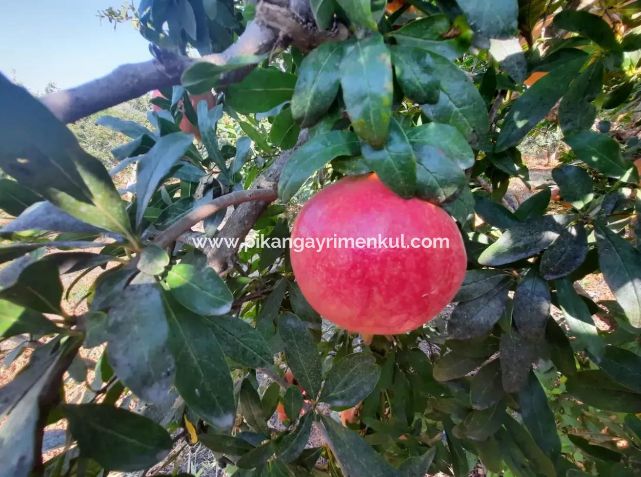 Muğla Ortaca Dalyanda 7520 M2 Bakımlı Müstakil Nar Bahçesi Satılık