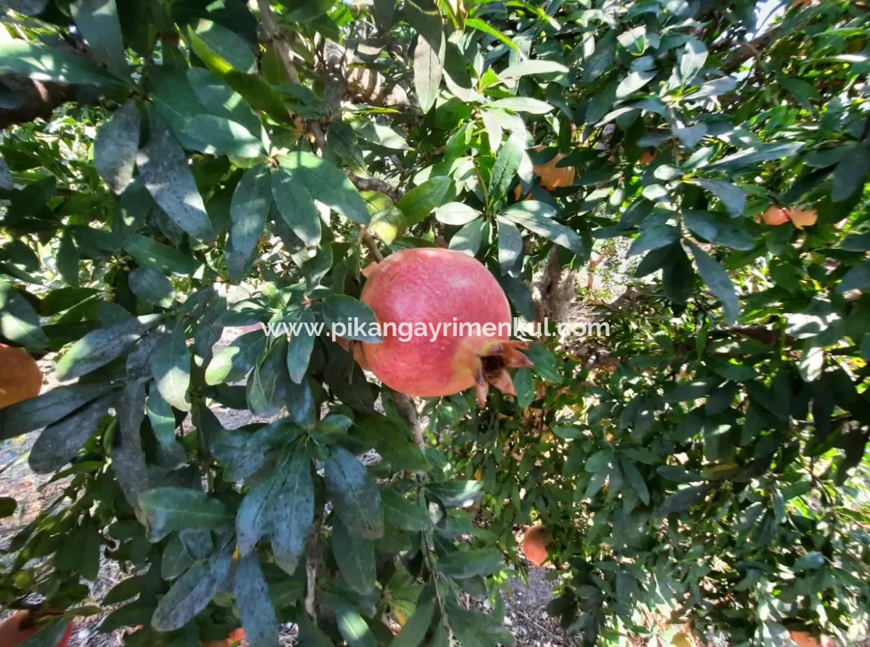 Muğla Ortaca Dalyanda 7520 M2 Bakımlı Müstakil Nar Bahçesi Satılık