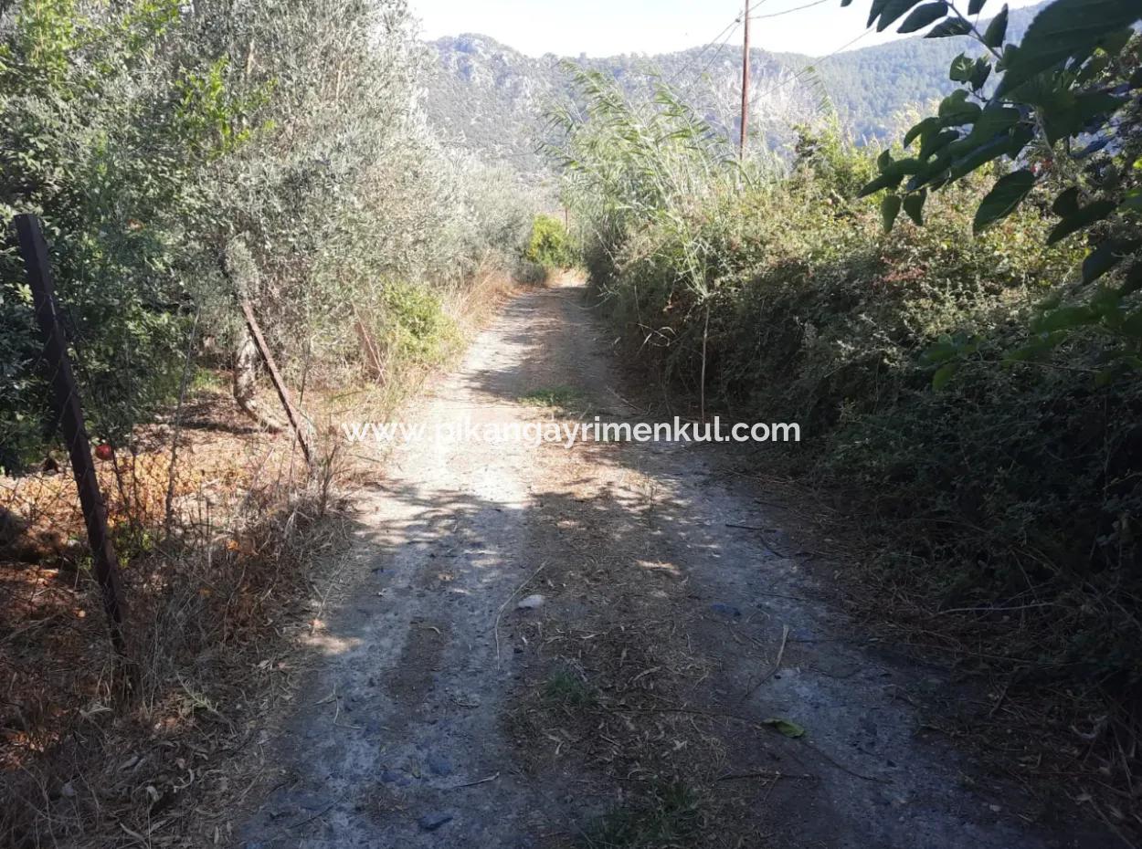 Muğla Ortaca Dalyanda 7520 M2 Bakımlı Müstakil Nar Bahçesi Satılık