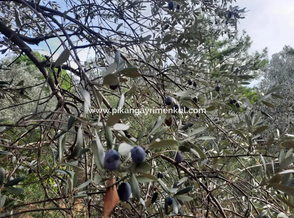 Göcek Gökçeovacıkta Deniz Manzaralı 11,650M2 Müstakil Arazi Ve 1+1 Ev Satılık