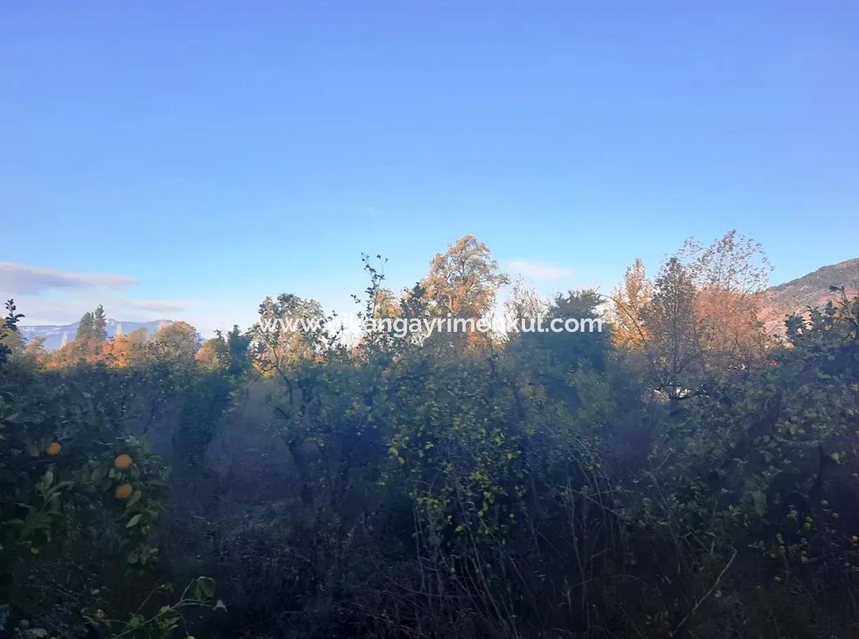 Ortaca Kemaliyede Satılık 7320 M2 Kelepir Limon Bahçesi